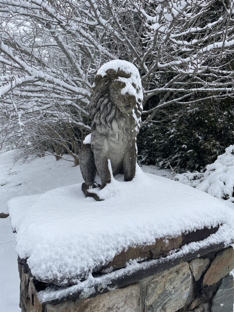 A closeup of one of the lions at the end of the driveway. It's a cast concrete lion, in a sitting pose, with a flowing mane.