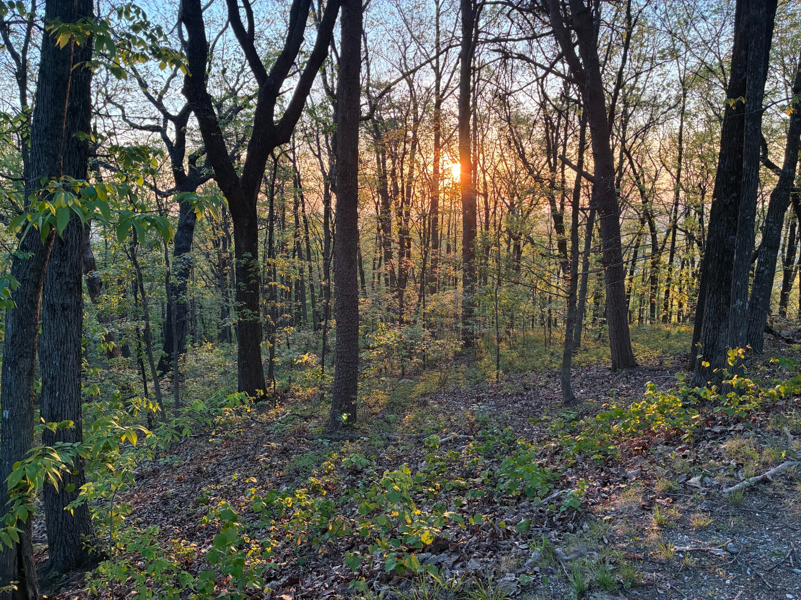 Sunlight filtering through trees in the woods